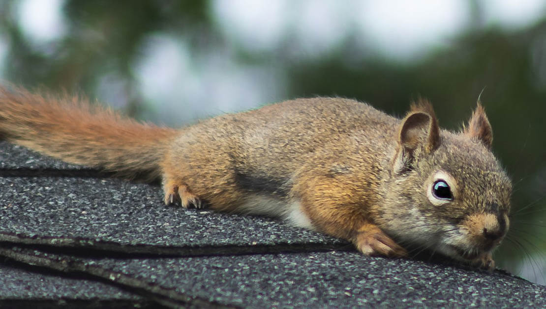 What Damage Can Squirrels Do in the Attic?